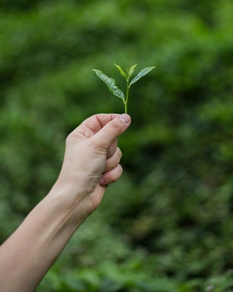 Handcrafted Green Tea 100 G. — view 2