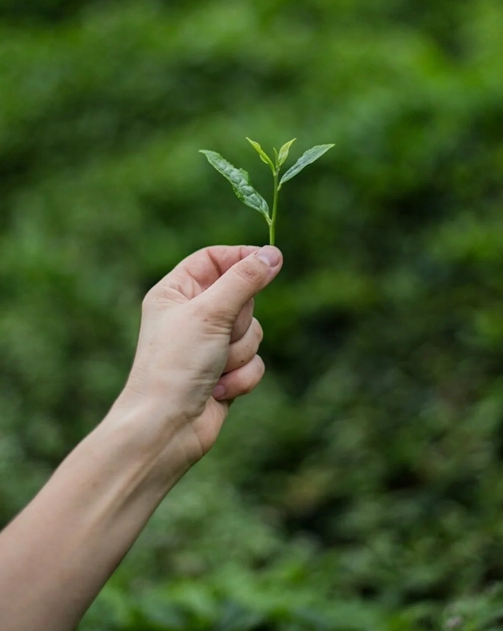 Handcrafted Green Tea 100 G.