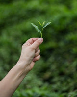 Handcrafted Green Tea 100 G.